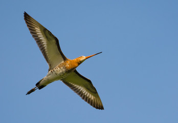 Black-tailed godwit in high flight with fully spreaded wings
