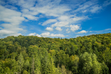 forest green foliage top of trees horizon board with vivid blue sky white clouds background nature spring time season clear weather bright day scenic wallpaper pattern landscape with copy space 