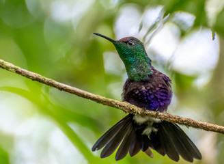 Panama - El Valle de Anton - Parque Nacional Cerro Gaital - Hummingbird