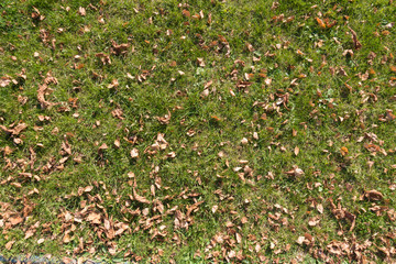 Some fallen leaves on the lawn from above