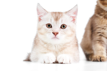 Front view of two baby cats.