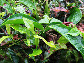 Close up tea leaves in a plantation with water droplets on its green leaves, ready to be picked, Cameron Highlands, Malaysia