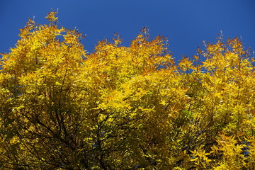 Various shades of yellow in autumnal leafage of ash tree against blue sky