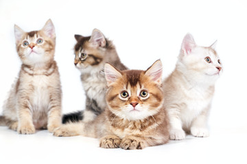 Fototapeta na wymiar Close up of four kittens.