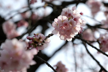 大寒桜の咲く日本の早春の風景