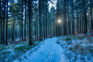 hiking trail in forest with snow cover with sun shining through trees