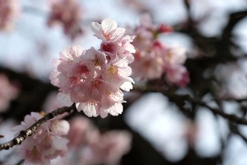 大寒桜の咲く日本の早春の風景