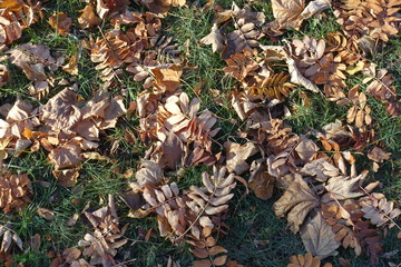 Brown fallen leaves of rowan on green grass from above