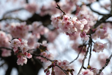 大寒桜の咲く日本の早春の風景