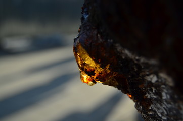 drop of glue on a tree apricots