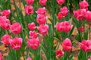 Tulips flowers in the garden