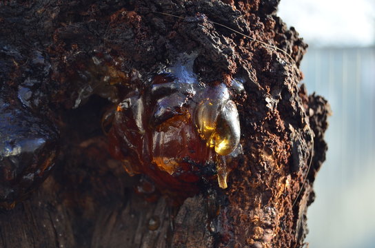 Drop Of Gum On An Apricot Tree