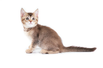 Close up of adorable brown kitten.