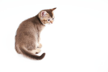 Back view of adorable brown kitten.