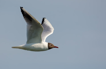 Black-headed gull flying straight over cloudy sky with lifted wings 