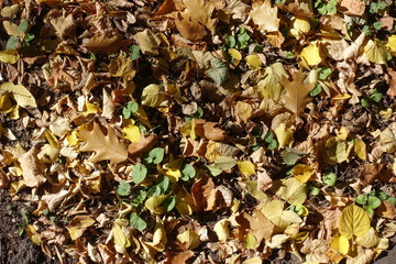 Colorful fallen leaves covering greenery in autumn