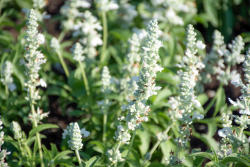 Salvia flowers in the field