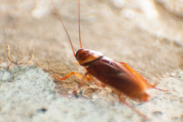 cockroach