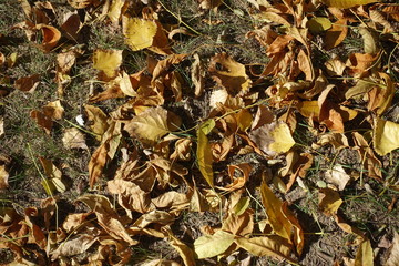 Dry fallen leaves covering the ground in mid October