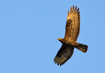 European honey buzzard soaring high above in blue sky at sunset