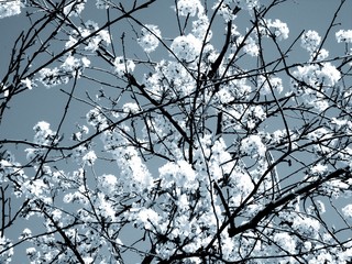 Liguria, Italy – 11/29/2019: Beautiful caption of the cherry tree and other different fruit plants with first amazing winter flowers  in the village and an incredible blue sky in the background. 