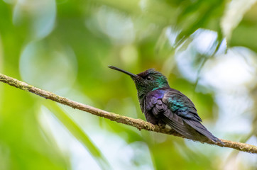 Panama - El Valle de Anton - Parque Nacional Cerro Gaital - Hummingbird