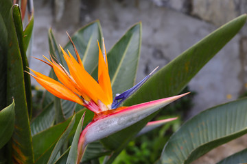 Obraz premium Bird of Paradise Flowers in the garden.Beautiful bird paradise flower in the garden