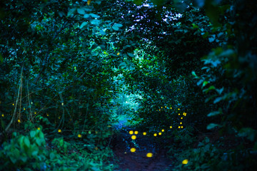 Fototapeta na wymiar Firefly flying at night in the forest in Thailand