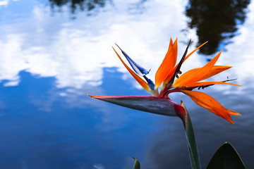 Fototapeta na wymiar Bird of Paradise Flowers in the garden.Beautiful bird paradise flower in the garden