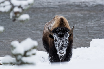 Bison commonly called Buffalo surviving the brutal winter in Yellowstone National Park