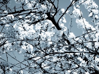 Liguria, Italy – 11/29/2019: Beautiful caption of the cherry tree and other different fruit plants with first amazing winter flowers  in the village and an incredible blue sky in the background. 