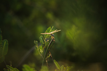 Dragonfly
