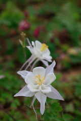garden columbine flowers