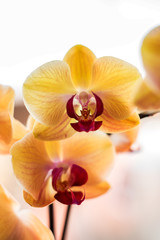 Fototapeta na wymiar Macro of a Tropical exotic Orchid with pink and yellow Moth Phalaenopsis flowers