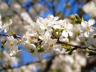 Liguria, Italy – 11/29/2019: Beautiful caption of the cherry tree and other different fruit plants with first amazing winter flowers  in the village and an incredible blue sky in the background. 
