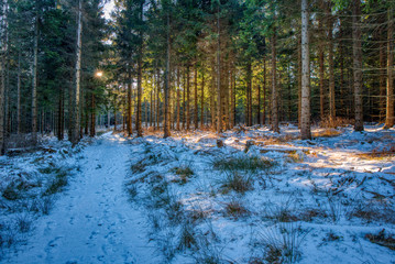 partly covered by forest with snow trail in mountains with shining sun through trees, Beskydy