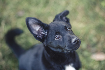 Naklejka premium Cute black puppy portrait