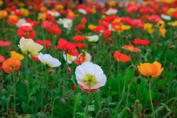 Corn poppy flowers