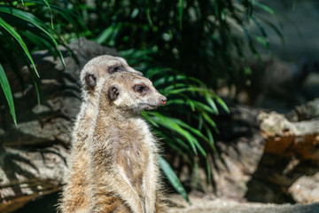 Two meerkat is standing. It is a skeptic animal. It must be observed.