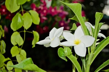 Flower, Nature