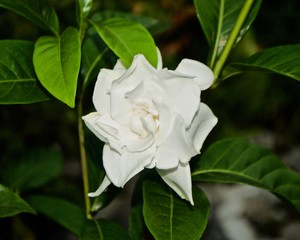 Gardenia jasminoides or Gardenia in Thailand called "Dok Pud"
