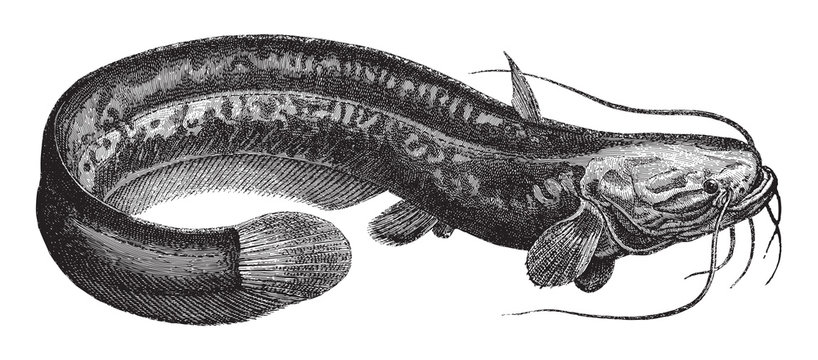 Wels catfish (Silurus glanis) / vintage illustration from Meyers Konversations-Lexikon 1897