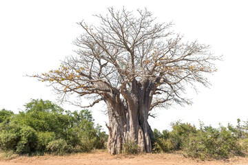 Baobab tree, Adansonia digitata, isolated on white