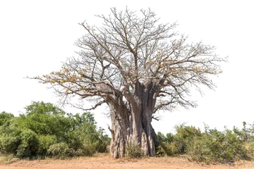 Poster Baobab tree, Adansonia digitata, isolated on white © dpreezg