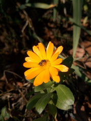 Yellow calendula in the country in the autumn under the sun