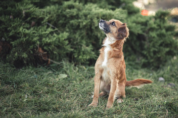 Dog photography