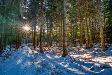 partly covered by forest with snow trail in mountains with shining sun through trees, Beskydy