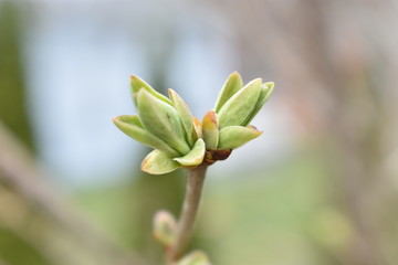 lilac bud