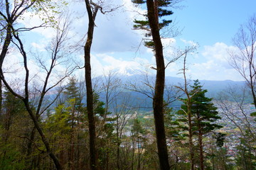 Naklejka premium Fuji view from the top of the mountain Tenjo Yama. Landscape beautiful Mount Fuji. Mixed forest in top of the mountain TenjoYama, Japan.