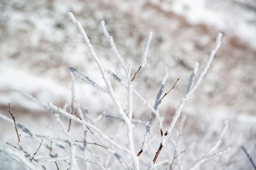 雪化粧された木枝